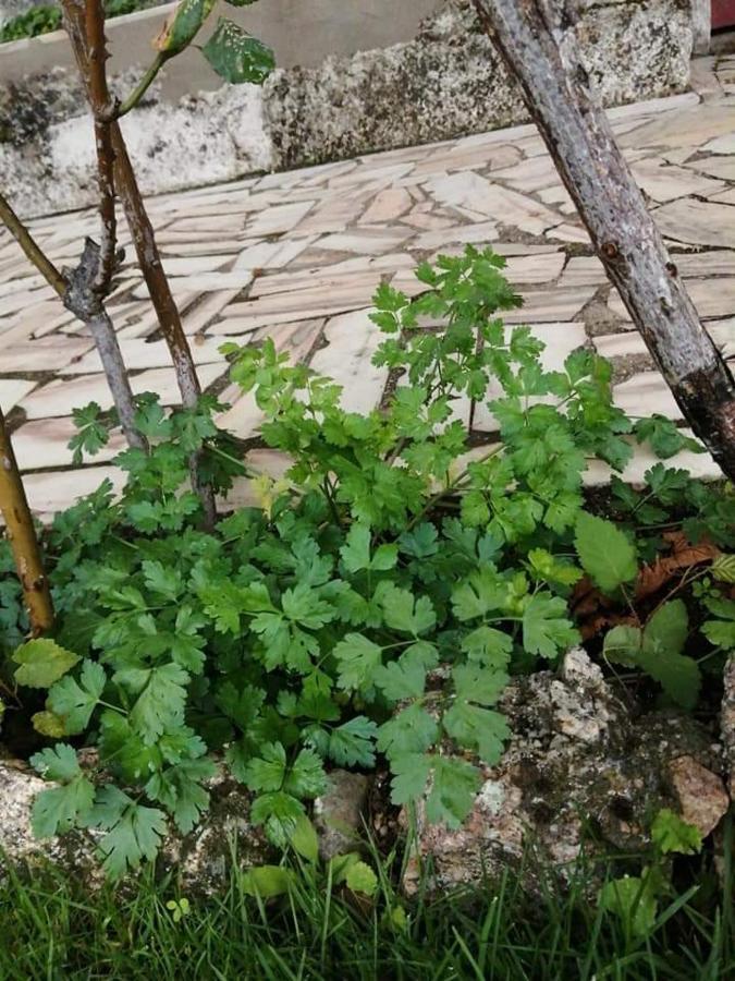 Casas Do Torreao 3 Casas De Alojamento Local Alfaiates Zewnętrze zdjęcie